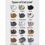 Cat squad groups