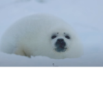 Cool Seal Productions