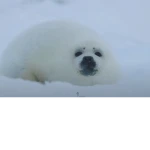 Cool Seal Productions Group Thumbnail