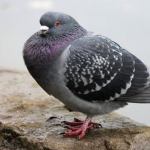 Fat Pigeon Development