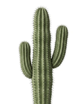 Cactus Cartel