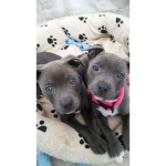 Puppy Kings and Queens