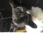 French bulldog's fans