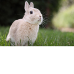 flowBunies