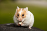secret hamsters