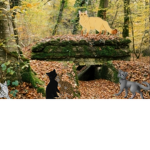 Clan du Soleil (Warriors Cats R.P)