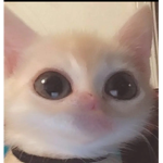 Kitty face
