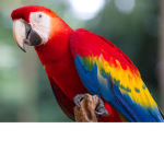 Parrot safe hangout