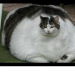 The Fat cats!!