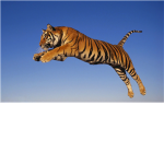 Tiger Fashion ®