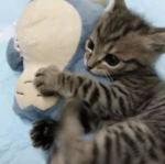 tuffcookie