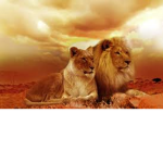 CCS Lions