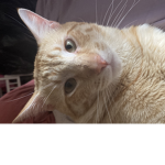 Cat's are cool :)