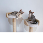 My kittens da hood