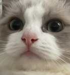 hearts4ragdolls