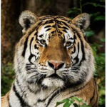 -Animals-