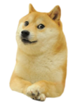 dog or cat which one?