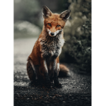 This is the Foxy group