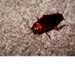 the roachies