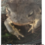 The frog cult :)