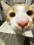 CATS.4.EVER