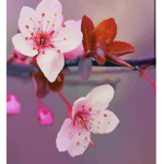 •blossom flower•