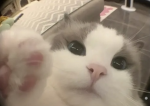 A cat that thinks it’s a banana