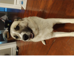 I'm the doge person