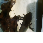 We love axolotols