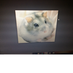 # THE HAMSTER SQUAD