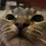 minicyber