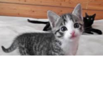 Kitties United!!!