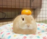 The Small Bois!