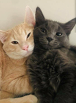 Animals and love