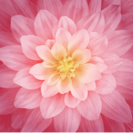 The Flower Army :D