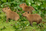 CAPYBARAZ RULE
