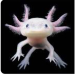 Axolotl fam!