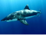 The Florida shark