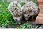 The Hedgehog gang :D
