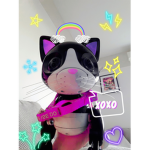 The cats ONLY club
