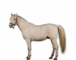 Horse Entertainment