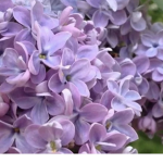 •Lilac Cove•