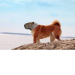 Doge-Capybara
