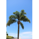 The Light Palm Clothing