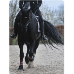 Black horses heartland