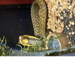 Snek group :)