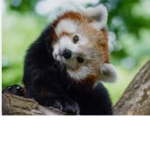 Red Panda Peoples