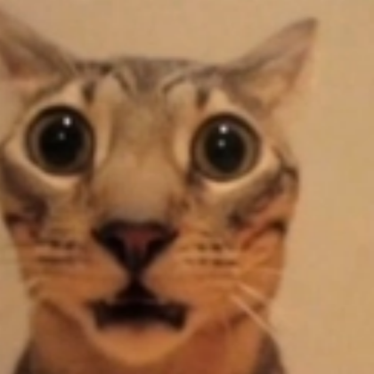 shocked cat Roblox decal