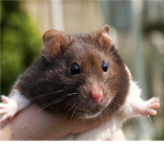 Hamster/Chinchilla/Gerbil Lovers