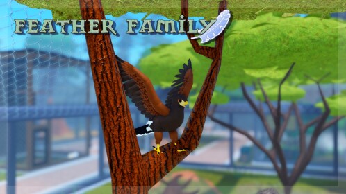 Feather Family [Harris's Hawk]